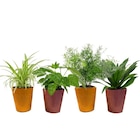 Plantes vertes pot 12 cm en promo chez Carrefour Montreuil à 4,99 €