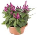 Aktuelle Zimmerpflanzen Angebote bei Thomas Philipps in Duisburg Aktuelles Celosia Angebot bei Thomas Philipps in Duisburg ab 5,99 €