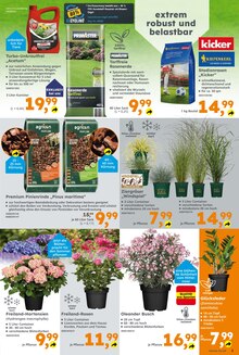 Grünpflanzen im Globus-Baumarkt Prospekt "Immer eine Idee besser" mit 24 Seiten (Saarbrücken)