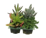 Plantes succulentes en promo chez Truffaut Plantes succulentes dans le catalogue Truffaut