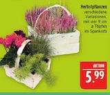 Herbstpflanzen im Angebot bei Marktkauf in Leipzig Herbstpflanzen Angebote bei Marktkauf Leipzig für 5,99 €