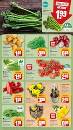 REWE Spinat im Prospekt 