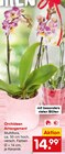Orchideen Arrangement Angebote bei Netto Marken-Discount Würzburg für 14,99 €
