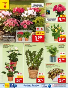 Blumen im Netto Marken-Discount Prospekt "Aktuelle Angebote" mit 68 Seiten (Herne)