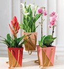 Plante fleurie - Super U à Bourges Plante fleurie en promo chez Super U Bourges à 8,99 €