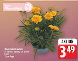 Sommerstauden für 3,49 € bei E center im Angebot Sommerstauden im aktuellen E center Prospekt