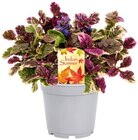 Indian Summer Mix im Angebot bei REWE in Kaiserslautern Indian Summer Mix Angebote bei REWE Kaiserslautern für 3,99 €