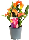 Zimmercalla bei Penny im Großbodungen Prospekt für 4,99 €