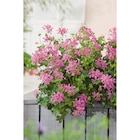 Géranium en promo chez Carrefour Calais à 6,50 €