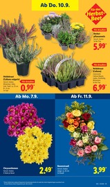 Chrysantheme im Lidl Prospekt in Würzburg Aktueller Lidl Prospekt mit Chrysantheme, "LIDL LOHNT SICH", Seite 27
