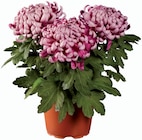 Chrysanthème grosses fleurs en promo chez Lidl Drancy à 2,99 €