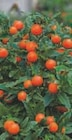 Promo Capsicum ou Solanum à 2,90 € dans le catalogue Super U à Craon