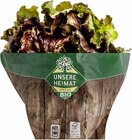 EDEKA Viernheim - Bio Bunte Salate Angebot im Prospekt Bio Bunte Salate bei EDEKA im Viernheim Prospekt für 1,99 €