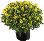 Chrysanthemen Busch im Angebot bei Globus-Baumarkt in Braunschweig Chrysanthemen Busch Angebote bei Globus-Baumarkt Braunschweig für 3,99 €