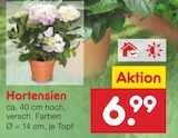 Aktuelle Hortensie Angebote bei Netto Marken-Discount in Chemnitz Aktuelles Hortensien Angebot bei Netto Marken-Discount in Chemnitz ab 6,99 €