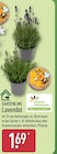 Aktuelles Lavendel Angebot bei ALDI Nord in Wilhelmshaven ab 1,69 €