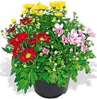Bunte Chrysantheme bei Penny im Wedemark Prospekt für 2,49 €