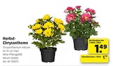 Herbst-Chrysantheme im Hagebaumarkt Prospekt Herbst-Chrysantheme von im aktuellen Hagebaumarkt Prospekt für 1,49 €