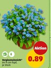 Vergissmeinnicht im Angebot bei Penny in Greifswald Vergissmeinnicht Angebote bei Penny Greifswald für 0,89 €