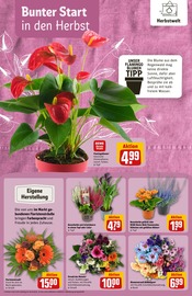 Ähnliche Gartenliege Angebote im Prospekt "Dein Markt" von REWE in Bensheim Ähnliche Angebote wie Gartenliege im Prospekt "Dein Markt" auf Seite 16 von REWE in Bensheim