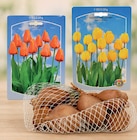 TUPLEN-ZWIEBELN Angebote bei Wreesmann Dresden für 1,99 €