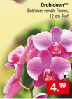 Orchideen Angebote bei Zimmermann Hildesheim für 4,49 €