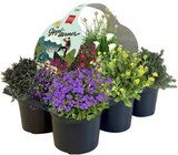 Aktuelles Staudenmix Gipfelstürmer Angebot bei REWE in Oberhausen ab 6,99 €