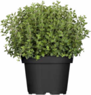 Hagebaumarkt - Italienische Kräuter Angebot im Prospekt Italienische Kräuter bei Hagebaumarkt im Prospekt "" für 2,49 €