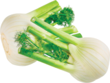 Fenchel bei Netto mit dem Scottie im Lieberose Prospekt für 1,49 €