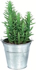 Mini cactée en seau zinc en promo chez Lidl Calais à 1,99 €