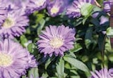 Aktuelles Kissenaster Angebot bei Globus-Baumarkt in Karlsruhe ab 3,49 €