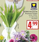 Premium-Tulpen von EDEKA Herzstücke im aktuellen EDEKA Prospekt
