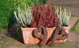 Hagebaumarkt - Knospenheide Angebot im Prospekt Knospenheide bei Hagebaumarkt im Prospekt "" für 1,79 €