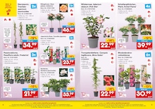 Netto Marken-Discount Balkonpflanzen im Prospekt Netto Marken-Discount Balkonpflanzen im Prospekt