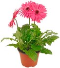 Aktuelle Pflanzen Angebote bei REWE in Hildesheim Aktuelles Gerbera Angebot bei REWE in Hildesheim ab 2,29 €