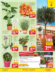 Oliven im Netto Marken-Discount Prospekt "Aktuelle Angebote" mit 76 Seiten (Paderborn)