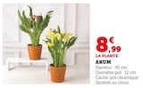 Arum - Super U à Chartres Arum en promo chez Super U Chartres à 8,99 €