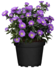 Aktuelle Blumen Angebote bei Pflanzen Kölle in Erlangen Aktuelles Glattblatt-Aster Angebot bei Pflanzen Kölle in Erlangen ab 2,29 €