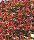 Photinia Fraseri Red Robin en promo chez Carrefour Argenteuil à 5,99 €