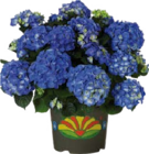 Aktuelle Pflanzen Angebote bei Globus-Baumarkt in Jena Aktuelles Garten-Hortensie Angebot bei Globus-Baumarkt in Jena ab 11,99 €