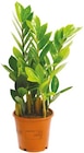Netto mit dem Scottie Baabe - Zamioculcas „Glücksfeder“ oder Sansevieria „Bogenhanf“ Angebot im Prospekt Zamioculcas „Glücksfeder“ oder Sansevieria „Bogenhanf“ bei Netto mit dem Scottie im Baabe Prospekt für 4,44 €