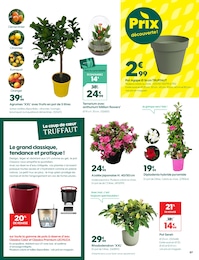 Prix et réduction Dipladenia dans le prospectus Truffaut en cours Offre Dipladenia dans le catalogue Truffaut du moment à la page 7