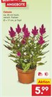 Celosia im Angebot bei Netto Marken-Discount in Offenbach Celosia Angebote bei Netto Marken-Discount Offenbach für 5,99 €