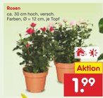 Rosen im Angebot bei Netto Marken-Discount in Mühlhausen Rosen Angebote bei Netto Marken-Discount Mühlhausen für 1,99 €