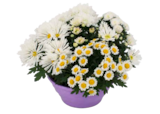 Aktuelle Blumen Angebote bei ALDI SÜD in Oberhausen Aktuelles Bauerchrysantheme oder Chrysanthemen-Schale Angebot bei ALDI SÜD in Oberhausen ab 3,99 €