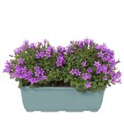 Jardinière de campanule en promo à 8,99 € chez Carrefour Jardinière de campanule dans le catalogue Carrefour