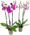 Schmetterlingsorchidee Angebote bei REWE Flensburg für 9,99 €
