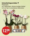 Schmetterlingsorchidee im aktuellen V-Markt Prospekt für 12,99 €