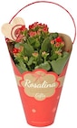 Kalanchoe bei Penny im Prospekt "" für 4,49 €