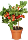 Aktuelles Nasch-tomate Angebot bei Netto Marken-Discount in Nürnberg ab 5,99 €
